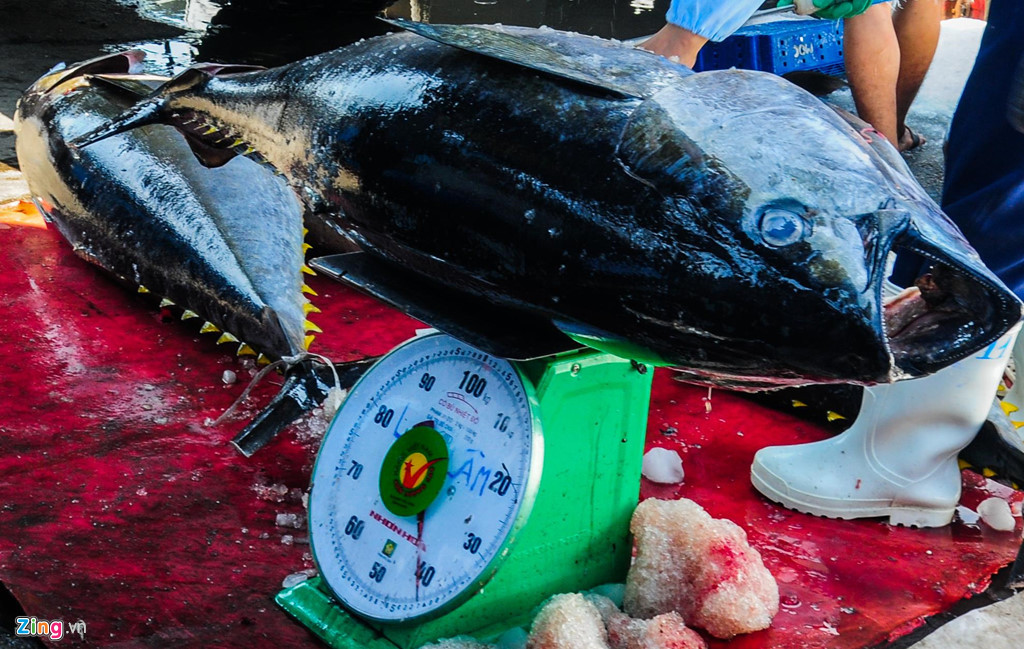 Theo giá thị trường hiện hay, mỗi kg cá ngừ đại dương (tùy theo chất lượng thịt tươi sống) bán cho thương lái dao động từ 80.000 đến 120.000 đồng.