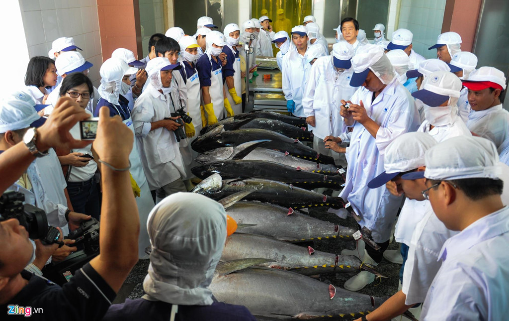 Các chuyên gia Nhật Bản lấy mẫu đánh giá thịt cá ngừ đại dương tại Công ty Thủy sản Bình Định. Trao đổi với Zing.vn, ông Nguyễn Chí Công, Phó chủ tịch huyện Hoài Nhơn, cho biết thêm xã Tam Quan Bắc có khoảng 1.150 tàu cá xa bờ với hơn 6.000 ngư dân đánh bắt cá ngừ đại dương đạt sản lượng mỗi năm 10.000 tấn, doanh thu hơn 1.000 tỷ đồng.