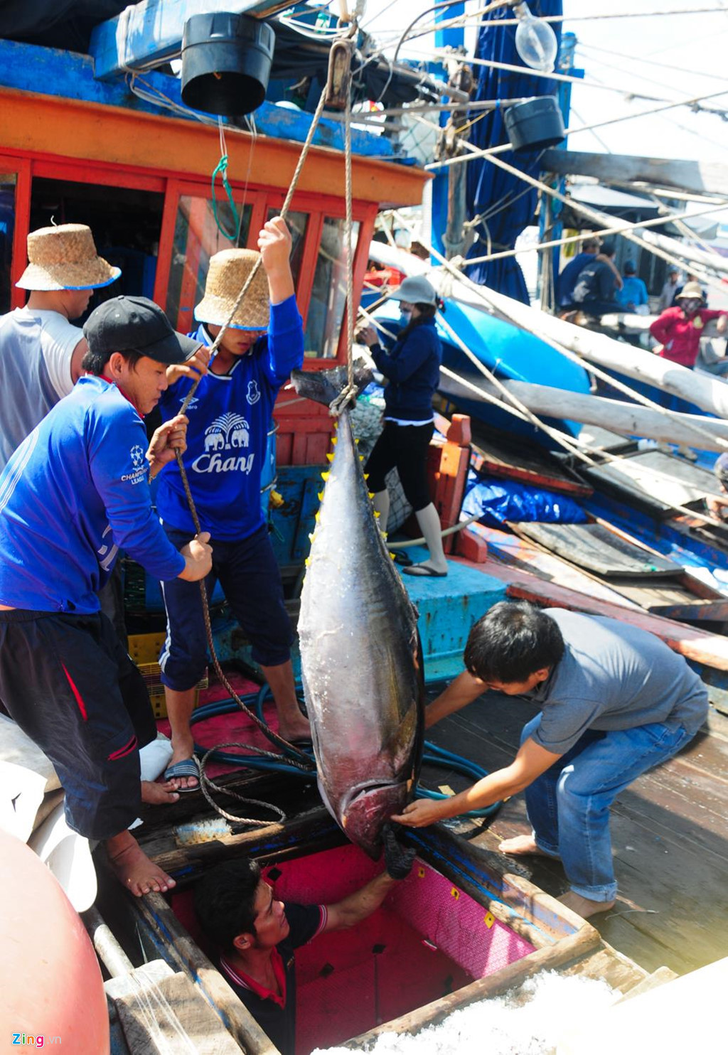 Mỗi năm ngư dân xã Tam Quan Bắc có 11 chuyến biển đánh bắt cá ngừ đại dương (mỗi chuyến khoảng 25 ngày). Để bắt được loại cá này, mọi người phải thả sợi cước gắn lưỡi câu móc mực xà tươi xuống biển sâu 60-100 m. "Từ lúc cá cắn câu đến khi đưa được lên khoang tàu, anh em ngư dân mất khoảng 30 phút", thuyền trưởng Nguyễn Sang (ngụ xã Tam Quan Bắc) chia sẻ.