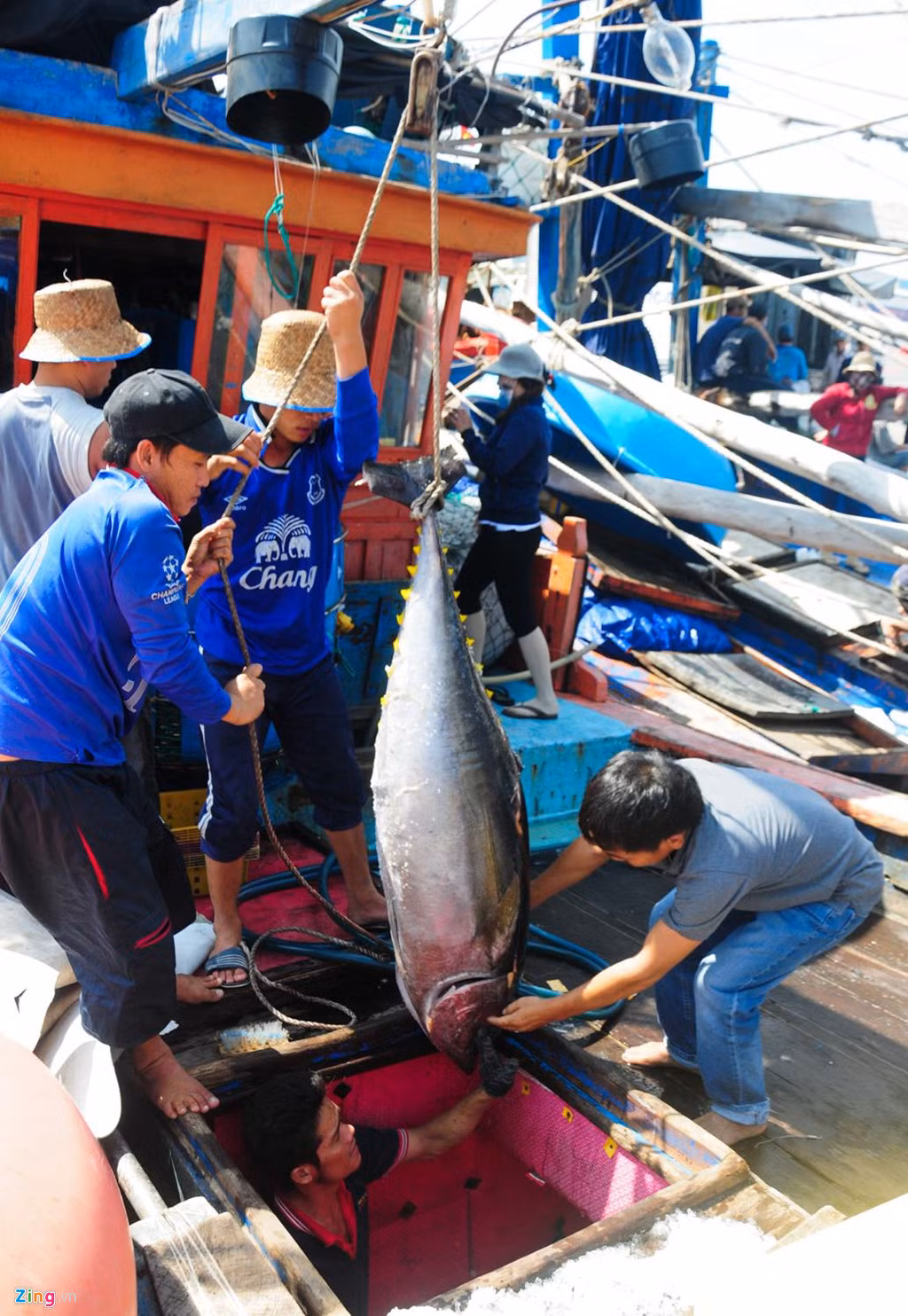Mỗi năm ngư dân xã Tam Quan Bắc có 11 chuyến biển đánh bắt cá ngừ đại dương (mỗi chuyến khoảng 25 ngày). Để bắt được loại cá này, mọi người phải thả sợi cước gắn lưỡi câu móc mực xà tươi xuống biển sâu 60-100 m. "Từ lúc cá cắn câu đến khi đưa được lên khoang tàu, anh em ngư dân mất khoảng 30 phút", thuyền trưởng Nguyễn Sang (ngụ xã Tam Quan Bắc) chia sẻ.