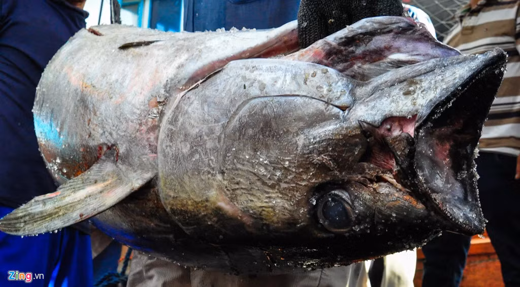 Theo ngư dân địa phương, trong số 11 chuyến biển hàng năm, họ từng câu được con cá ngừ đại dương vây vàng lên đến 130 kg. Thỉnh thoảng một số ngư dân làng chài cũng câu được cá ngừ vây xanh 200 đến 300 kg.