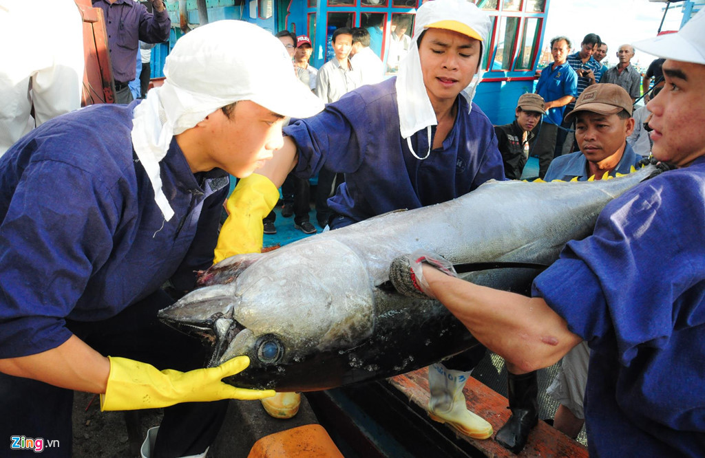 Nhiều người hợp sức khiêng cá ngừ đại dương từ khoang tàu lên bờ. Lão ngư Trần Văn Thành (ngụ xã Tam Quan Bắc), thổ lộ chuyến biển được xem là "thắng lớn" trở về khoang tàu có từ 2 đến 3 tấn cá ngừ đại dương, bán cho thương lái thu về hơn 300 triệu đồng.