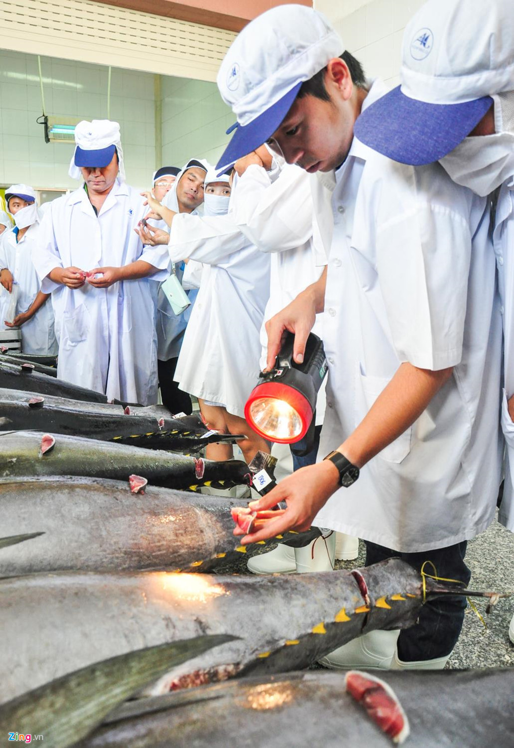 Theo Hiệp Hội cá ngừ đại dương Việt Nam, cả nước hiện có 35.000 ngư dân đánh bắt cá ngừ đại dương, chủ yếu tập trung ở ba tỉnh Bình Định, Phú Yên và Khánh Hòa. Sản lượng đánh bắt mỗi năm đạt khoảng 17.000 tấn, riêng xã Tam Quan Bắc, huyện Hoài Nhơn (Bình Định) có hơn 6.000 ngư dân đánh bắt đạt sản lượng 10.000 tấn mỗi năm được xem là làng chài đánh bắt cá ngừ đại dương lớn nhất miền Trung.