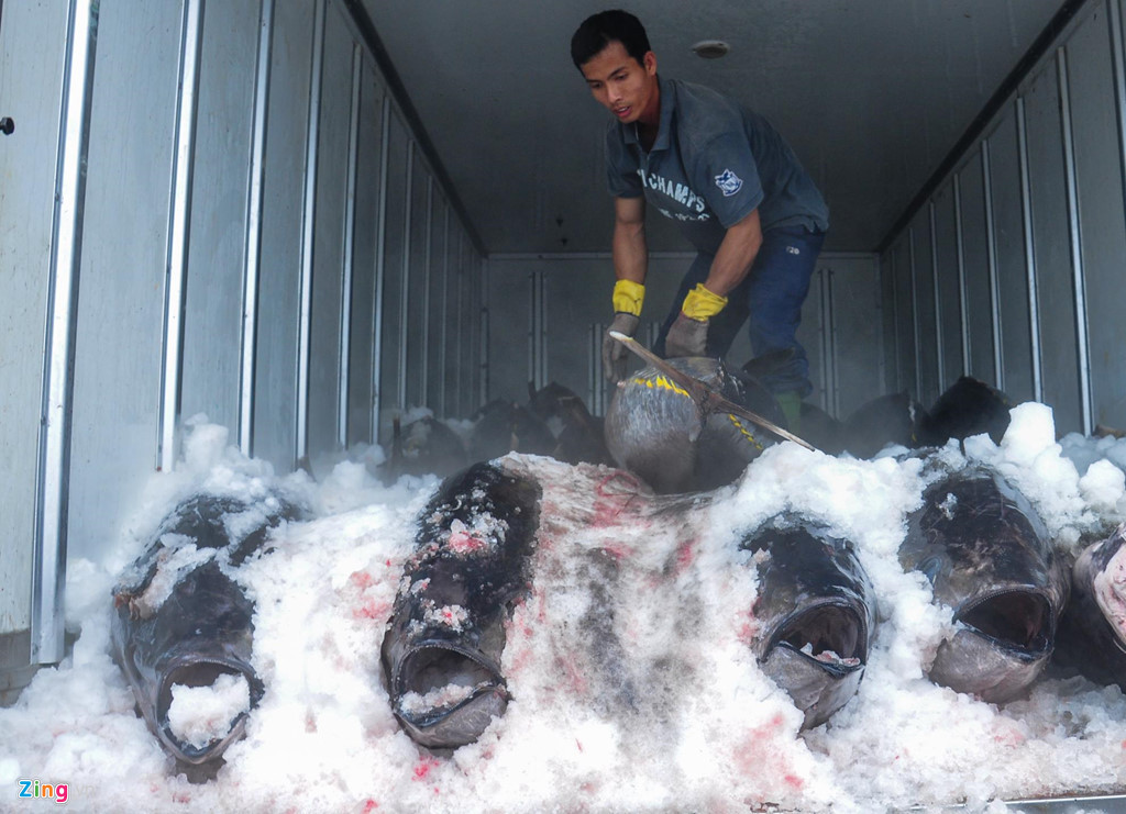 Cá ngừ đại dương được tập kết lên xe tải lạnh đưa đến các nhà máy chế biến ở các tỉnh miền Trung phục vụ xuất khẩu.