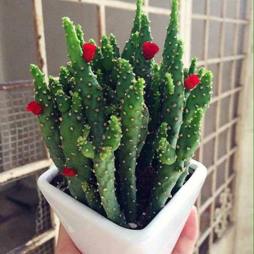 3. Bài trí nhiều chậu cây cảnh có gai: Sử dụng cây xanh, chậu hoa cảnh bài trí trong nhà là một trong những biện pháp hữu hiệu mang thiên nhiên vào không gian sống. Nó không những tạo ra nét đẹp thẩm mĩ mà còn giúp thanh lọc không khí trong nhà. Nhưng lưu ý, khi lựa chọn cây cảnh đặt trong nhà, nên tránh những loài cây có nhiều gai như xương rồng… tránh gây sát thương, ảnh hưởng sức khỏe. Mặt khác, những mũi gai sắc nhọn dễ hút từ trường xấu, khiến người trong nhà bất hòa, thường xuyên cãi vã, tình cảm rạn nứt. 