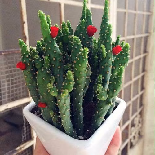 3. Bài trí nhiều chậu cây cảnh có gai: Sử dụng cây xanh, chậu hoa cảnh bài trí trong nhà là một trong những biện pháp hữu hiệu mang thiên nhiên vào không gian sống. Nó không những tạo ra nét đẹp thẩm mĩ mà còn giúp thanh lọc không khí trong nhà. Nhưng lưu ý, khi lựa chọn cây cảnh đặt trong nhà, nên tránh những loài cây có nhiều gai như xương rồng… tránh gây sát thương, ảnh hưởng sức khỏe. Mặt khác, những mũi gai sắc nhọn dễ hút từ trường xấu, khiến người trong nhà bất hòa, thường xuyên cãi vã, tình cảm rạn nứt. 