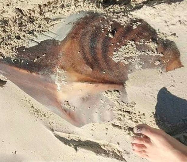 'Dung hinh' truoc sinh vat ky di tren bai bien gay xon xao-Hinh-2