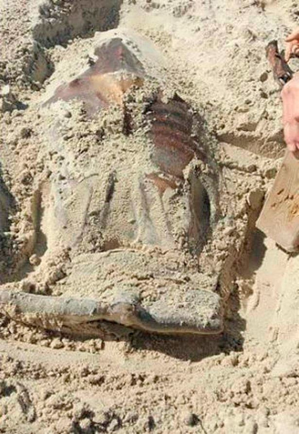 'Dung hinh' truoc sinh vat ky di tren bai bien gay xon xao