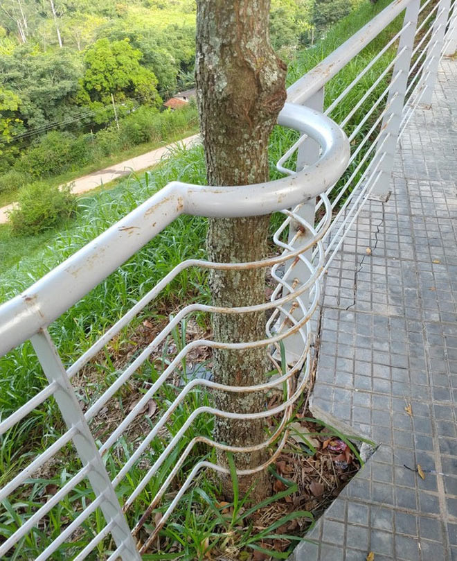 Hàng rào cũng phải nhường chỗ cho cây đứng.