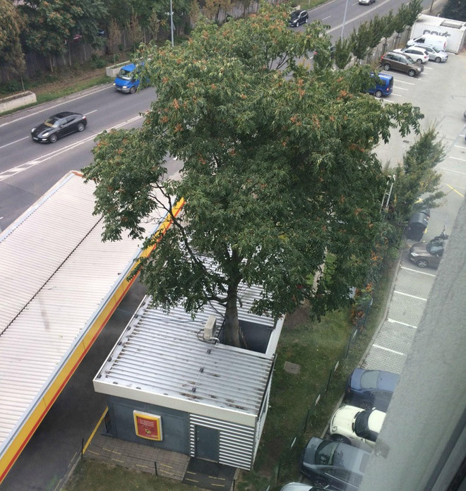 Đủ tiêu chuẩn nhà phải có cây xanh mát nhé.