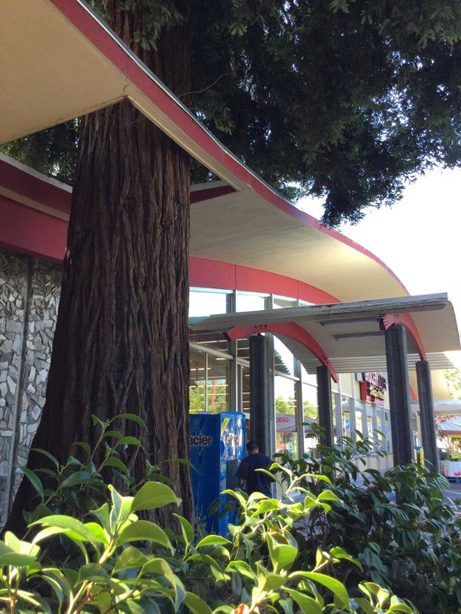 Không chặt là để che mát cho cả căn nhà đấy.