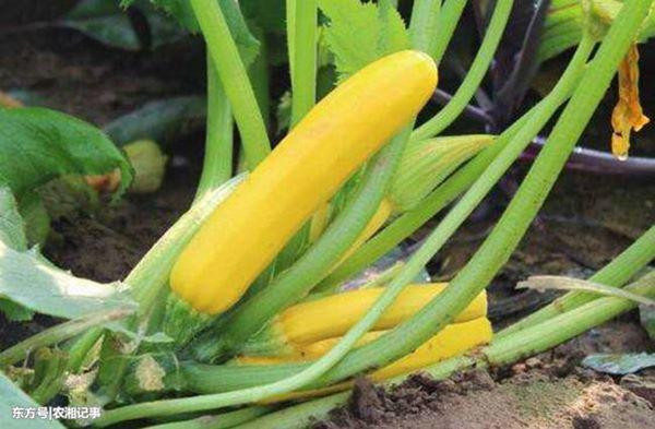 Kiem nua ty dong moi nam nho trong loai qua re tien nay