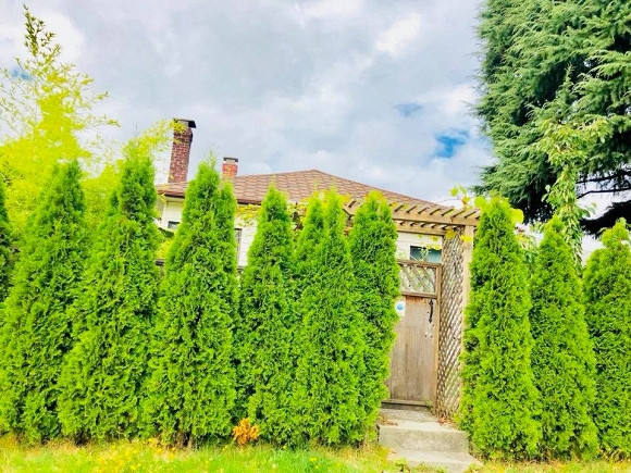 Căn nhà gỗ nhỏ, cổ kính của Mỹ Vân lọt thỏm bên trong “rừng” cây ăn quả mà nhiều nhất phải kể tới táo đỏ. Vừa đặt chân tới đây, danh hài Thúy Nga cũng không khỏi ngỡ ngàng, thảng thốt khi lần đầu được thấy vườn táo “khủng” như vậy.