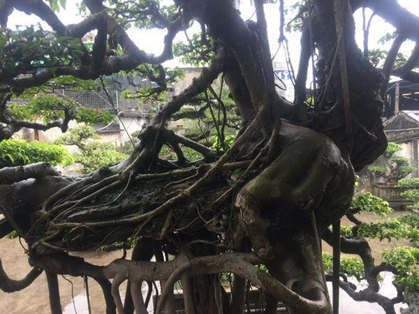 Thân của cây mang hình hài của hai loài chim quý.