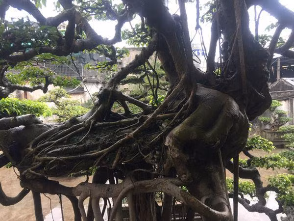 Thân của cây mang hình hài của hai loài chim quý.