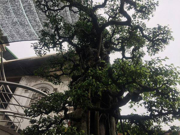 Ông Chỉnh cho biết, ông mua “Vũ điệu công, hạc” hơn mười năm trước. “Về chăm sóc, gọt giũa, uốn nắn... nhưng đến thời điểm hiện tại vẫn chưa hoàn thiện mỹ mãn. Phải chừng 2 năm sau thì cây mới hoàn thiện” - ông Chỉnh cho hay. Theo ông Nguyễn Văn Chính, một nghệ nhân cây cảnh ở Nam Trực đánh giá: “Vũ điệu công hạc” mang dáng vẻ tao nhã, nhưng uy nghi. Bộ rễ kéo dài tựa như chiếc đuôi của loài chim công, chim phượng”.