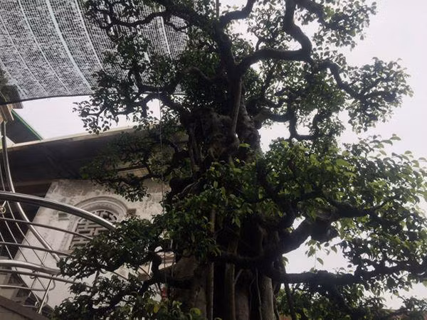 Ông Chỉnh cho biết, ông mua “Vũ điệu công, hạc” hơn mười năm trước. “Về chăm sóc, gọt giũa, uốn nắn... nhưng đến thời điểm hiện tại vẫn chưa hoàn thiện mỹ mãn. Phải chừng 2 năm sau thì cây mới hoàn thiện” - ông Chỉnh cho hay. Theo ông Nguyễn Văn Chính, một nghệ nhân cây cảnh ở Nam Trực đánh giá: “Vũ điệu công hạc” mang dáng vẻ tao nhã, nhưng uy nghi. Bộ rễ kéo dài tựa như chiếc đuôi của loài chim công, chim phượng”.