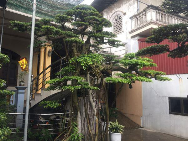 Theo lý giải của những người am tường và đam mê cây cảnh đất Thành Nam thì “Vũ điệu Công, hạc” là cây thế khá đặc biệt. Bộ rễ dài nâng thân mình lên tựa chân của loài chim công, loài chim hạc.