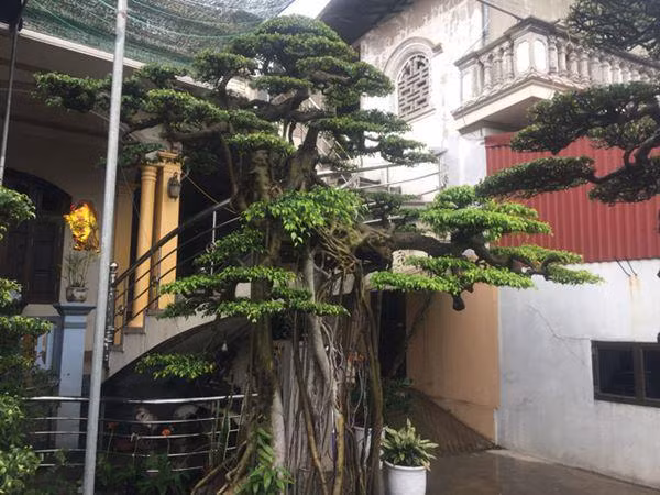 Theo lý giải của những người am tường và đam mê cây cảnh đất Thành Nam thì “Vũ điệu Công, hạc” là cây thế khá đặc biệt. Bộ rễ dài nâng thân mình lên tựa chân của loài chim công, loài chim hạc.