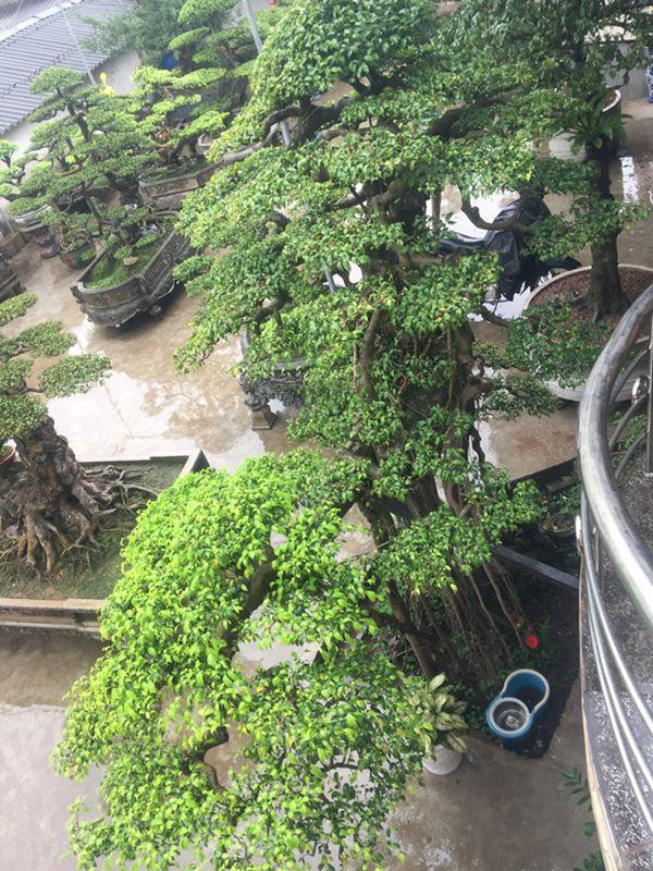 “Một đại gia ở Hà Nội, sau khi chiêm ngưỡng vườn cây cảnh của tôi vào ngày hội chợ Viềng năm 2018 đã ngỏ ý muốn mua “vũ điệu công, hạc” nhưng tôi chưa bán. Đến chợ Viềng năm vừa qua, vị này trở lại và ngả giá hơn 2 tỷ, nhưng cây chưa hoàn thiện nên tôi chưa bán” - ông Chỉnh cho biết.