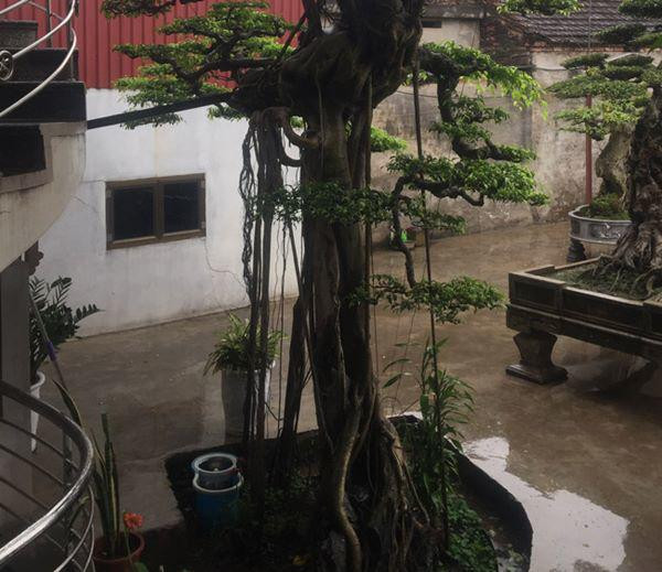 Phần chân của “vũ điệu công, hạc”.