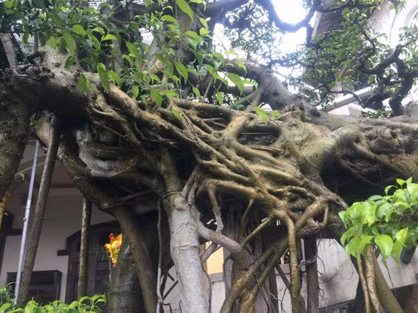 Phần thân của cây.