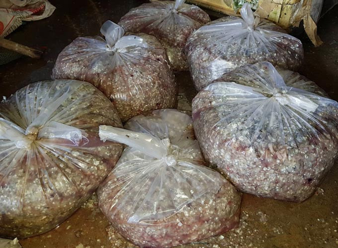 Nguyen nhan thuong lai rao riet lung mua vay ca o mien Tay