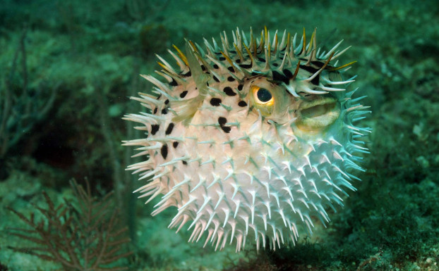 Tin nong: Tan dung noc doc ca noc lam thuoc gay te