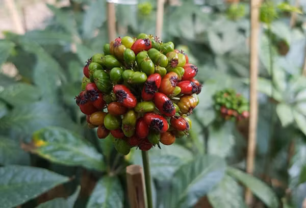 Hon tram nghin mot hat “be teo”, muon mua cung kho