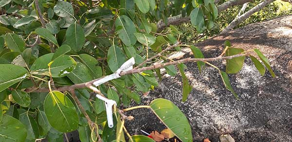 Những tờ tiền treo rải rác.