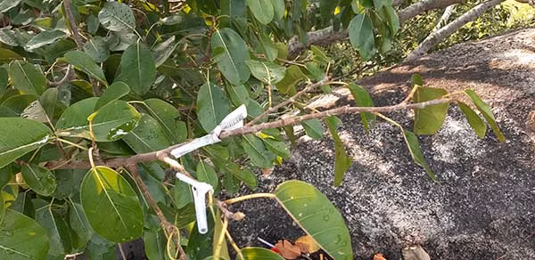 Những tờ tiền treo rải rác.