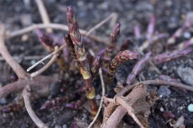 Loai rau 4 mua moi co 1 lan, dat hon vang van chay hang-Hinh-2