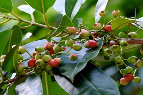 Loat tac dung tuyet voi doi voi suc khoe cua nuoc la voi