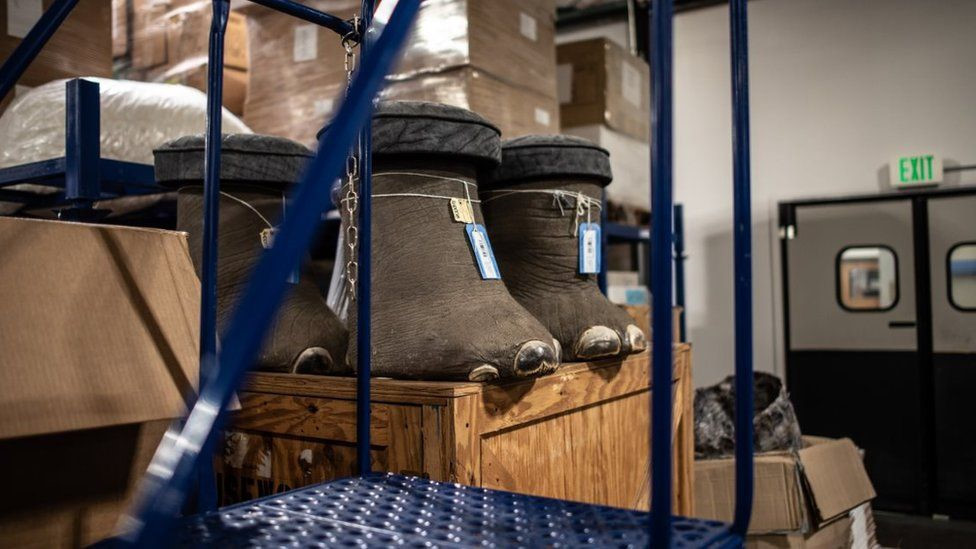 Địa điểm là nơi tập kết nhiều sản phẩm từ động vật hoang dã bị cảnh sát tịch thu trong quá trình điều tra các nhóm tội phạm. Hiện có hơn 1,2 triệu món đồ, từ hổ nhồi bông, đèn thân voi, hàng nghìn móng vuốt gấu cho tới giày bằng da tê tê được phân loại và bảo quản tại kho.