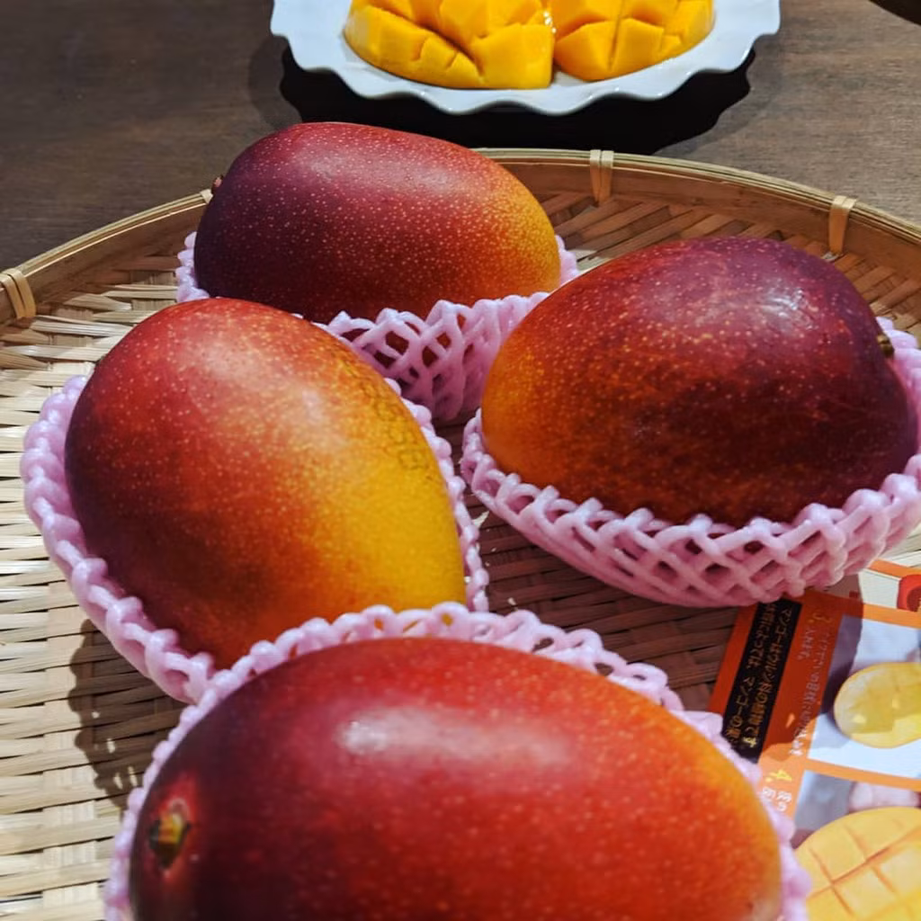 Xoài đỏ Miyazaki được xem giống trái cây đắt đỏ bậc nhất thế giới. Một quả nặng 700 g có giá khoảng 70 USD, được cho là có vị ngọt gấp 15 các giống xoài thông thường. Để xoài đạt chuẩn chất lượng, quy trình trồng và chăm sóc rất tỉ mỉ và nghiêm ngặt. Xoài chín sẽ tự rụng xuống khay được đặt sẵn hoặc thu hoạch bằng tay. Ảnh:jirop, mago.6.