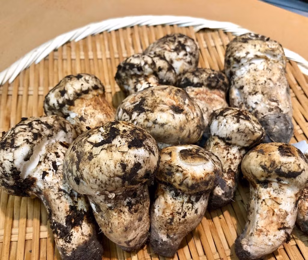Nấm matsutake là thực phẩm bổ dưỡng, có giá đắt đỏ, được giới nhà giàu Nhật ưa chuộng, Mỗi kg nấm có giá khoảng 200 USD, đôi khi lên đến 1.000 USD. Nấm mastsutake còn được gọi là nấm tùng, nhưng loại nấm này lại mọc trên thân cây thông. Nấm sinh trưởng trong điều kiện tự nhiên nên có giá đắt. Không chỉ là nguồn thực phẩm bổ dưỡng, nấm tùng còn là biểu tượng của sự trường thọ tại Nhật. Ảnh:sushi_matsumoto.