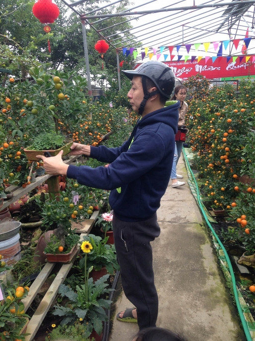 Anh Thiên Bảo, phố Bạch Mai, Hà Nội tới tận vườn quất Tứ Liên đặt cây ưng ý để chơi dịp Tết.