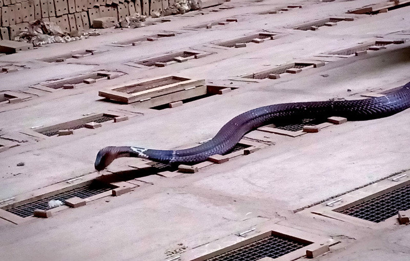 Nuoi ran doc: Tha ho om vang rong doi lay sieu xe sang