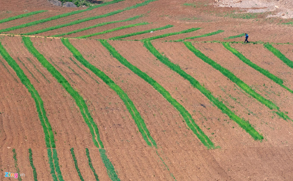 Một cánh đồng ven đường. Ở Triều Tiên, khí hậu và thổ nhưỡng không thuận lợi, nên một năm chỉ trồng được một vụ lúa, 6 tháng mới thu hoạch.