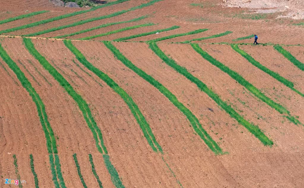 Một cánh đồng ven đường. Ở Triều Tiên, khí hậu và thổ nhưỡng không thuận lợi, nên một năm chỉ trồng được một vụ lúa, 6 tháng mới thu hoạch.