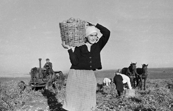 Thu hoạch khoai tây trên cánh đồng MI Kalinina, vùng Tambov, năm 1943.