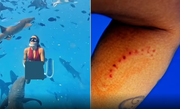 Hãi hùng khoảnh khắc người phụ nữ bị cá mập cắn khi đang lặn Hai hung khoanh khac nguoi phu nu bi ca map can khi dang lan