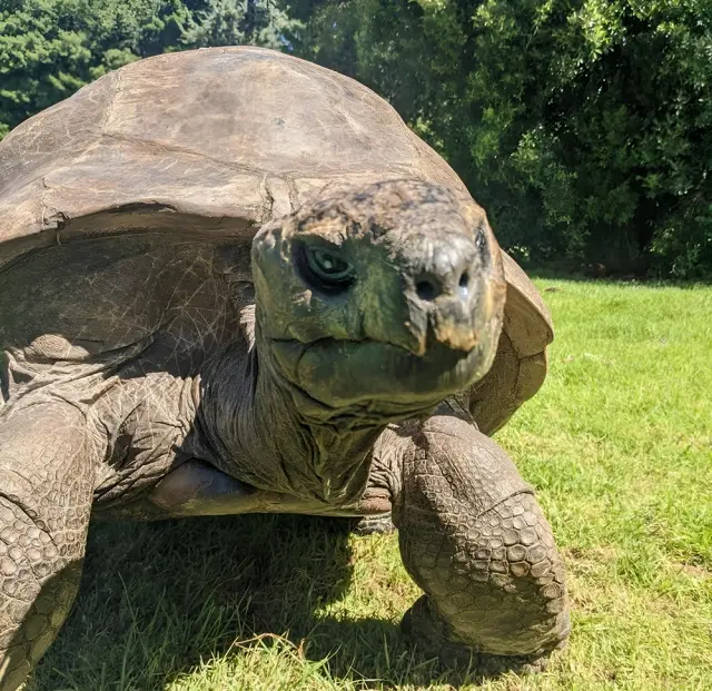Cụ rùa Jonathan năm nay 192 tuổi.