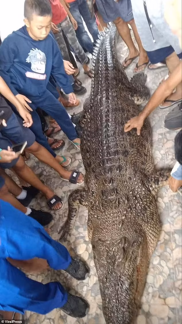 Indonesia là quốc gia ghi nhận nhiều vụ cá sấu tấn công người trên thế giới. Theo Liên minh Bảo tồn Thiên nhiên Quốc tế (IUCN), đã có ít nhất 1.000 vụ việc xảy ra trong thập kỷ qua - mặc dù người ta tin rằng còn nhiều vụ khác không được báo cáo - khiến hơn 450 người tử vong.
