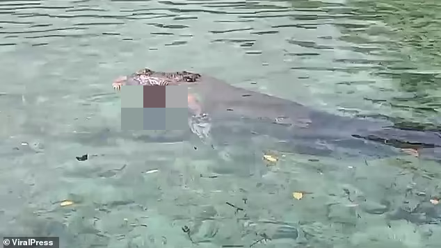 Khoảng một giờ sau, người dân bàng hoàng khi thấy con vật xuất hiện và thi thể cô Zihura đang ở trong hàm của nó.