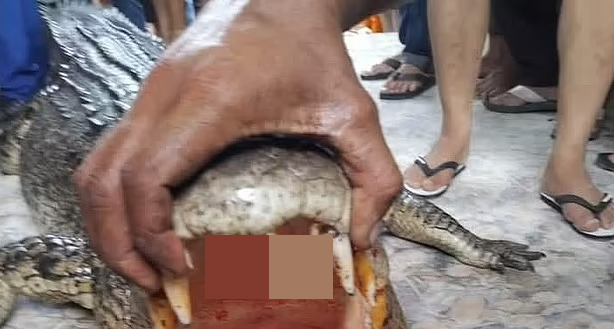 Đoạn video ghi lại vụ việc cho thấy người dân địa phương đã ném những con gà xuống nước để dụ con cá sấu nhả thi thể nạn nhân.