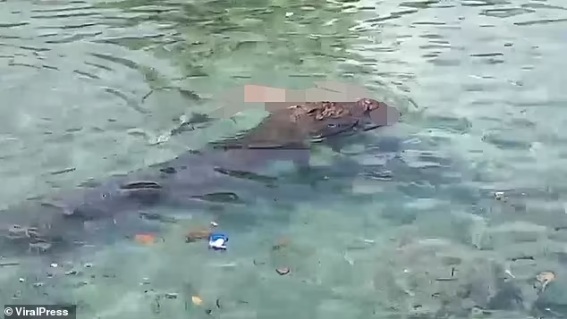 Daily Mail đưa tin, con cá sấu dài gần 4 mét đã tấn công Nurhawati Zihura, 46 tuổi, khi cô đang rửa chân ở vùng nước nông tại ngôi làng ven biển ở Bắc Sumatra, Indonesia, sáng 17/12. (Nguồn ảnh: Daily Mail/ViralPress)