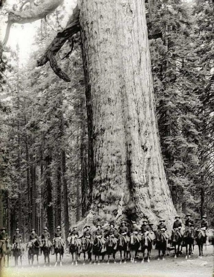 Những người lính kỵ binh Mỹ tạo dáng trước cây sequoia ở Yosemite vào năm 1900. Cây này vẫn còn tồn tại cho đến ngày nay.