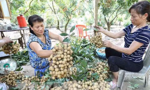 Nguoi trong nhan Hung Yen len tieng ve thong tin nhan 4.000 dong/kg