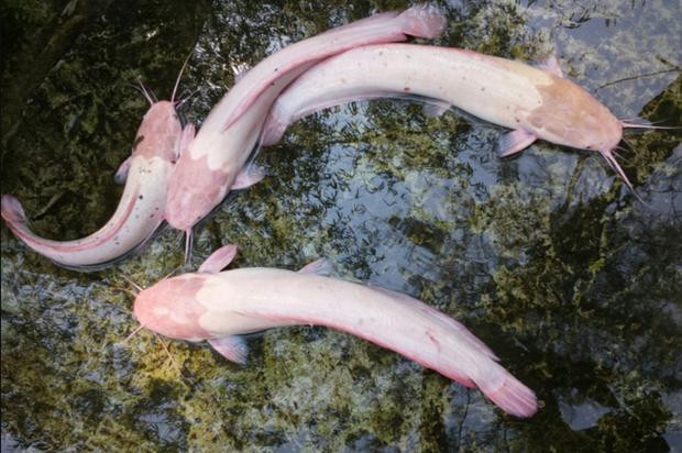 Bat duoc ca tre dot bien mau hong, chang trai so hai mang tha-Hinh-2